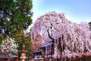 奈良市の出張撮影｜神社一覧｜氷室神社